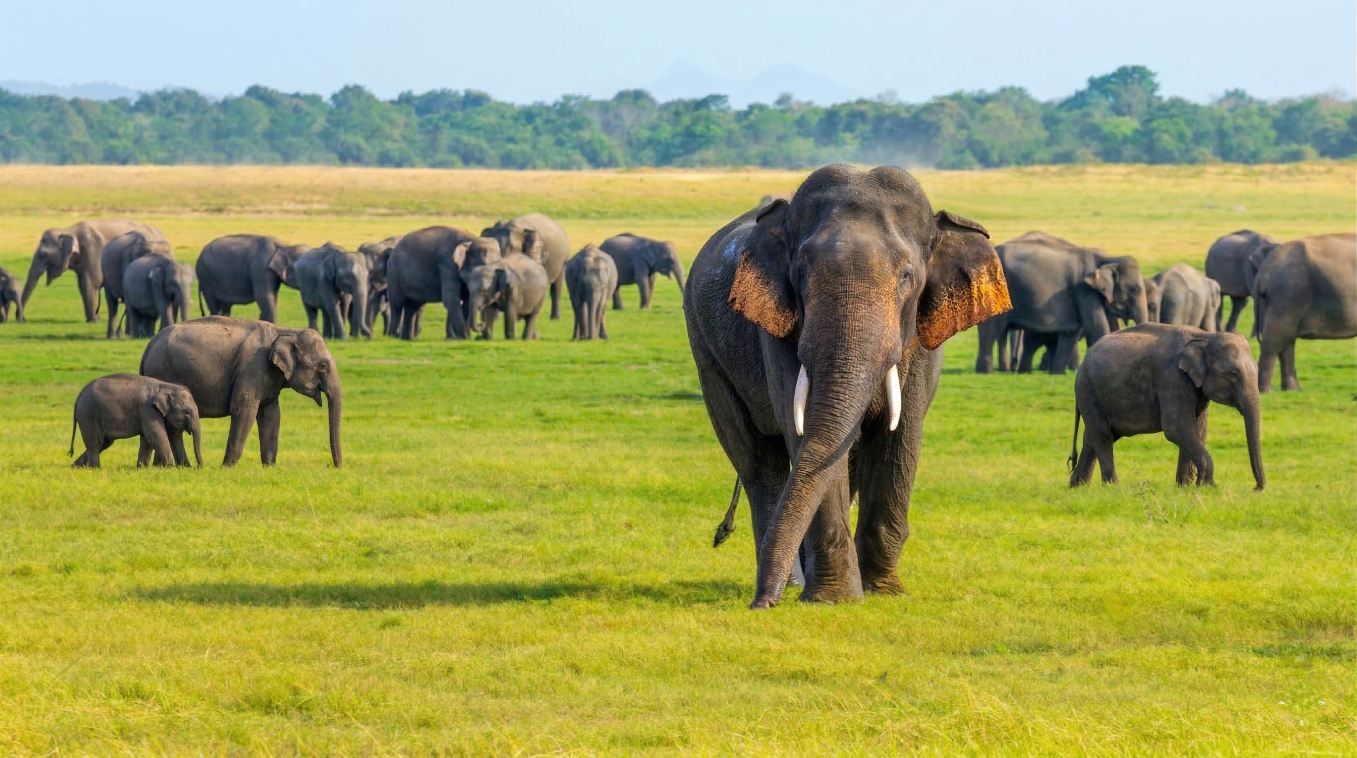 Wild Life